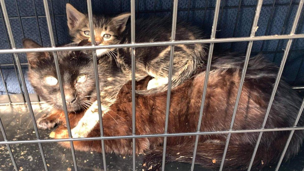 Cat Tricks Dog Into Cage Mr.JunkyChunky